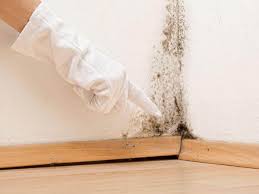 Mold Documentation for Insurance Claims in Sunrise, FL